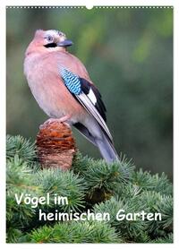 Vorderes Coverbild Vögel im heimischen Garten (Wandkalender 2026 DIN A2 hoch), CALVENDO Monatskalender