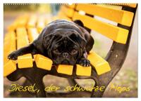 Diesel, der schwarze Mops (Wandkalender 2026 DIN A2 quer), CALVENDO Monatskalender