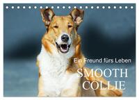 Ein Freund fürs Leben - Smooth Collie (Tischkalender 2025 DIN A5 quer), CALVENDO Monatskalender