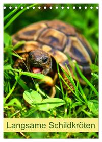 Langsame Schildkröten (Tischkalender 2026 DIN A5 hoch), CALVENDO Monatskalender