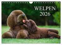 Welpen 2026 (Wandkalender 2026 DIN A4 quer), CALVENDO Monatskalender