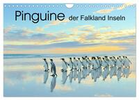 Pinguine der Falkland Inseln (Wandkalender 2025 DIN A4 quer), CALVENDO Monatskalender