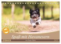 Spaß mit Havanesern (Tischkalender 2025 DIN A5 quer), CALVENDO Monatskalender
