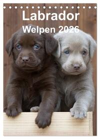 Labrador Welpen (Tischkalender 2026 DIN A5 hoch), CALVENDO Monatskalender