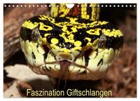 Faszination Giftschlangen (Wandkalender 2026 DIN A4 quer), CALVENDO Monatskalender