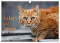 Katzen des Südens (Wandkalender 2025 DIN A3 quer), CALVENDO Monatskalender