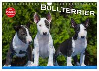 Bullterrier (Wandkalender 2025 DIN A4 quer), CALVENDO Monatskalender