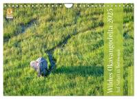 Wildes Okavangodelta (Wandkalender 2025 DIN A4 quer), CALVENDO Monatskalender