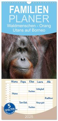 Familienplaner 2025 - Waldmenschen - Orang Utans auf Borneo mit 5 Spalten (Wandkalender, 21 x 45 cm) CALVENDO