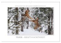 Emotionale Momente: Tiger - Kraft & Schönheit. (Wandkalender 2025 DIN A3 quer), CALVENDO Monatskalender