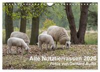 Alte Nutztierrassen 2026 (Wandkalender 2026 DIN A4 quer), CALVENDO Monatskalender