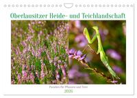 Oberlausitzer Heide- und Teichlandschaft (Wandkalender 2026 DIN A4 quer), CALVENDO Monatskalender