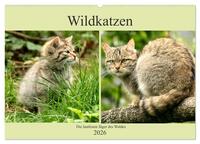 Wildkatzen - Die lautlosen Jäger des Waldes (Wandkalender 2026 DIN A2 quer), CALVENDO Monatskalender
