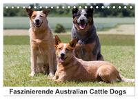 Faszinierende Australian Cattle Dogs (Tischkalender 2025 DIN A5 quer), CALVENDO Monatskalender
