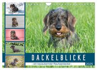 Dackelblicke - ein bezaubernder Rauhaardackel (Wandkalender 2025 DIN A4 quer), CALVENDO Monatskalender