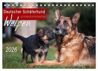 Deutscher Schäferhund - Welpen / CH-Version (Tischkalender 2026 DIN A5 quer), CALVENDO Monatskalender