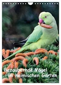 Vorderes Coverbild Bezaubernde Vögel im heimischen Garten (Wandkalender 2026 DIN A4 hoch), CALVENDO Monatskalender
