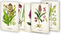 Kunstklappkarten "Zauberhafte Orchideen"