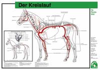 Der Kreislauf
