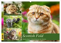 Scottish Fold. Zauberhafte Faltohrkatzen im Garten (Wandkalender 2026 DIN A2 quer), CALVENDO Monatskalender
