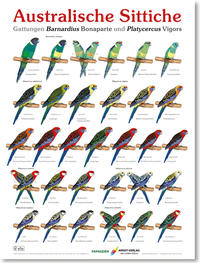 Poster Australische Sittiche