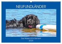 Neufundländer - Das Wasser ist ihr Element (Wandkalender 2025 DIN A2 quer), CALVENDO Monatskalender