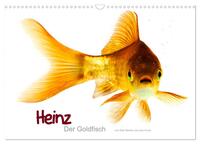 Heinz – Der Goldfisch (Wandkalender 2025 DIN A3 quer), CALVENDO Monatskalender