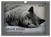 GRAUE ENGEL Britischkurzhaar-Katzen (Wandkalender 2026 DIN A4 quer), CALVENDO Monatskalender