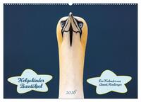 Helgoländer Basstölpel 2026 (Wandkalender 2026 DIN A2 quer), CALVENDO Monatskalender