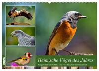 Heimische Vögel des Jahres (Wandkalender 2026 DIN A2 quer), CALVENDO Monatskalender