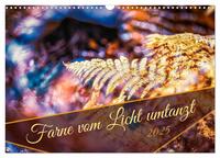 Farne vom Licht umtanzt (Wandkalender 2025 DIN A3 quer), CALVENDO Monatskalender