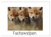 Fuchswelpen (Wandkalender 2025 DIN A3 quer), CALVENDO Monatskalender