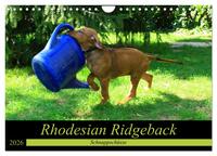 Rhodesian Ridgeback - Schnappschüsse - (Wandkalender 2026 DIN A4 quer), CALVENDO Monatskalender