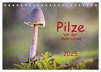 Pilze vor der Makrolinse 2025 (Tischkalender 2025 DIN A5 quer), CALVENDO Monatskalender