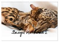 Bengal Kätzchen 2 (Wandkalender 2025 DIN A3 quer), CALVENDO Monatskalender