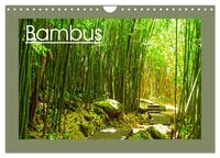 Bambus (Wandkalender 2025 DIN A4 quer), CALVENDO Monatskalender