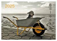 Bolonka 2025 (Wandkalender 2025 DIN A3 quer), CALVENDO Monatskalender