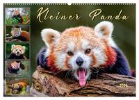 Kleiner Panda (Wandkalender 2025 DIN A2 quer), CALVENDO Monatskalender
