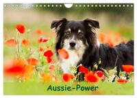 Aussie-Power (Wandkalender 2025 DIN A4 quer), CALVENDO Monatskalender