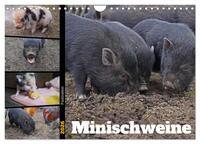 Faszination Minischweine (Wandkalender 2026 DIN A4 quer), CALVENDO Monatskalender