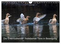 Die Entenballerina - freilebende Tiere in Bewegung (Wandkalender 2025 DIN A4 quer), CALVENDO Monatskalender