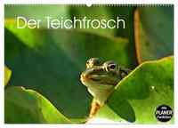 Vorderes Coverbild Der Teichfrosch (Wandkalender 2025 DIN A2 quer), CALVENDO Monatskalender