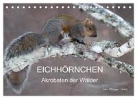 EICHHÖRNCHEN (Tischkalender 2026 DIN A5 quer), CALVENDO Monatskalender