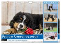Berner Sennenhunde - Faszinierende Herzensbrecher (Wandkalender 2025 DIN A4 quer), CALVENDO Monatskalender