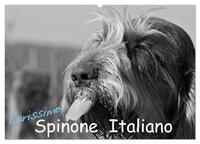 Carissimo Spinone Italiano (Wandkalender 2026 DIN A2 quer), CALVENDO Monatskalender