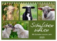 Schäfchen zählen - Mit Schafen durchs Jahr (Tischkalender 2025 DIN A5 quer), CALVENDO Monatskalender