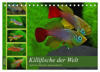 Bunte Fische der Welt - Killifische (Tischkalender 2025 DIN A5 quer), CALVENDO Monatskalender