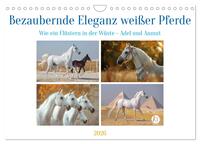 Bezaubernde Eleganz weißer Pferde (Wandkalender 2026 DIN A4 quer), CALVENDO Monatskalender