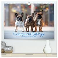 Französische Bulldogge - Clowns auf vier Pfoten (hochwertiger Premium Wandkalender 2026 DIN A2 quer), Kunstdruck in Hochglanz