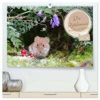 Die Rötelmaus - neugierig und verfressen (hochwertiger Premium Wandkalender 2026 DIN A2 quer), Kunstdruck in Hochglanz